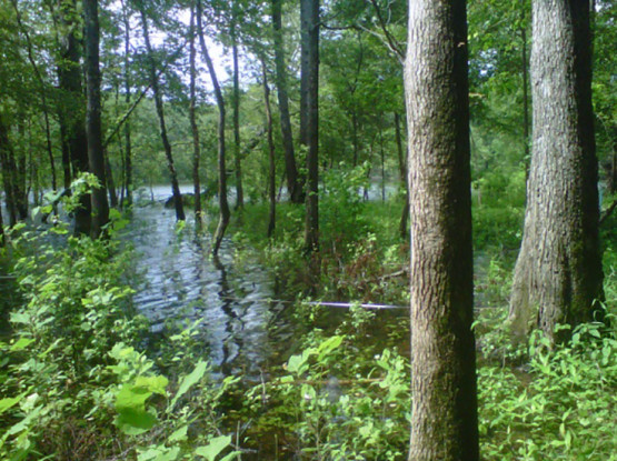 Forest and lakes in the National Wetlansd